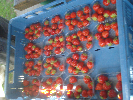 DSC03904.jpg
